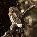 Northern pygmy owl