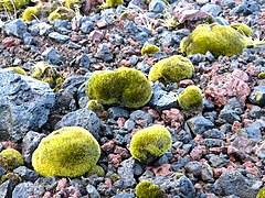 Mousses de glacier (en) dont les boules peuvent se déplacer de 2,5 cm par jour[51].