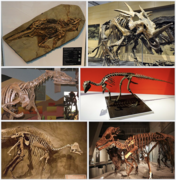 Neornithischia Infobox Panoply.png