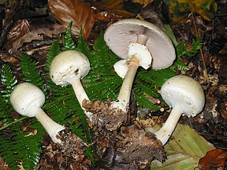 Dünnfleischiger Anis-Egerling Agaricus silvicola