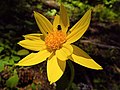 Arnica cordifolia