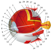 1:posterior segment 2:ora serrata 3:ciliary muscle 4:ciliary zonules 5:Schlemm's canal 6:pupil 7:anterior chamber 8:cornea 9:iris 10:lens cortex 11:lens nucleus 12:ciliary process 13:conjunctiva 14:inferior oblique muscule 15:inferior rectus muscule 16:medial rectus muscle 17:retinal arteries and veins 18:optic disc 19:dura mater 20:central retinal artery 21:central retinal vein 22:optic nerve 23:vorticose vein 24:bulbar sheath 25:macula 26:fovea 27:sclera 28:choroid 29:superior rectus muscle 30:retina