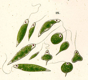 Euglena viridis