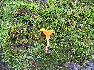 A picked golden (yellow) chantarelle