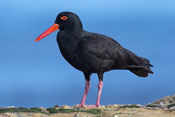 Sooty oystercatcher (Haematopus fuliginosus)