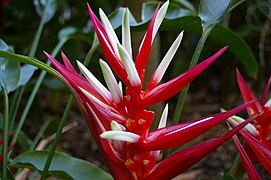 Heliconia angusta, Mt Coot-tha Botanic Gardens, Toowong IMGP0060.jpg