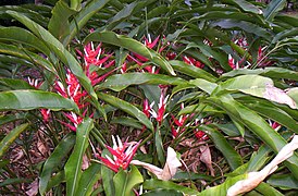 Heliconia angusta, Mt Coot-tha Botanic Gardens, Toowong 100 9765.jpg