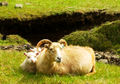 Sheep in Iceland.