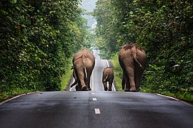 Elephas maximus (Asian elephant)