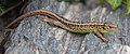 * Nomination Sand Lizard (Lacerta agilis), Munich Botanical Garden, Germany --Poco a poco 08:33, 23 December 2013 (UTC) * Promotion Good quality. --Martin Falbisoner 12:54, 25 December 2013 (UTC)