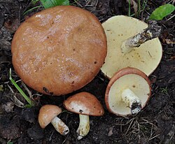 Lambatatik Suillus granulatus