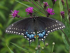 Papilio polyxenes 89979828.jpg