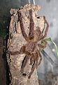 Poecilotheria ornata, Männchen