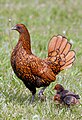 Poule doré liseré noir et ses poussins