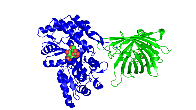 File:Proteina lega maltosio, PLM (PBD 3OSQ).png