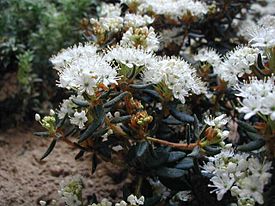 Suopursu (Rhododendron tomentosum)