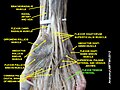 flexor tendon sinovial sheath of hand