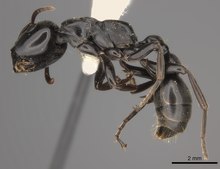 Tetraponera aethiops CASENT0217585 Profile.tif