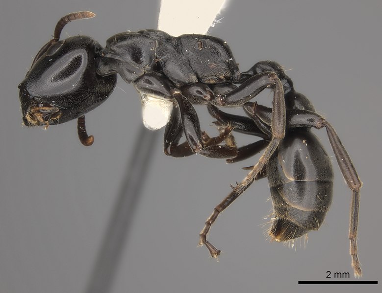 File:Tetraponera aethiops CASENT0217585 Profile.tif