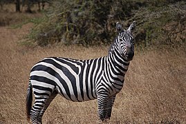 Equus quagga boehmi (zèbre de Grant).