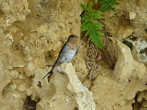 Welcome Swallow (Hirundo neoxena) perched on a projection from the cliff beside the lower Murray River.