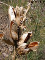 Суве чауре врсте Yucca glauca