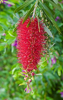 Inflorescence de Callistemon citrinus, arbuste communément appelé « rince-bouteille ». (définition réelle 2 783 × 4 412)