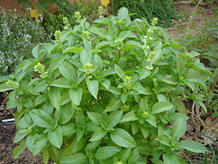 Ocimum basilicum2.JPG