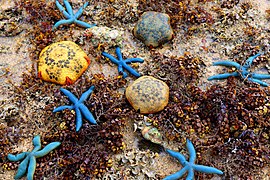 In Aguirangan Island, Philippines