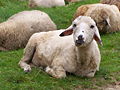 Sheep in Beskidy, near the Carpathian Mountains.