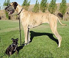 Great Dane