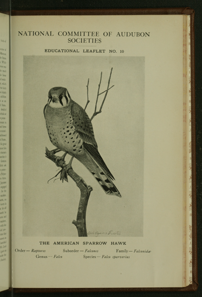 File:Bird-Lore-6-4 177-scan.png