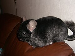 Chinchilla « Black Velvet » (champion norvégien)