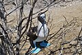 Blue-footed Booby on Isla de la Plata.