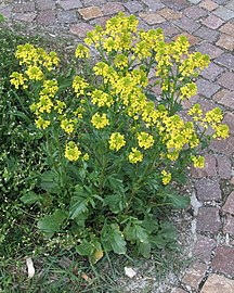 A mustárnövény (Brassica nigra) megvéd a fonalférgektől.