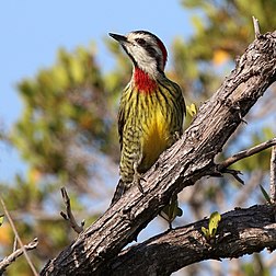 Fêmea do pica-pau-verde-cubano (Xiphidiopicus percussus). Uma das muitas aves endêmicas de Cuba. (definição 2 527 × 2 527)