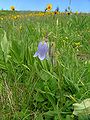 Campanula