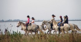 Groupe de cavaliers montés sur des chevaux gris, au bord de la mer.