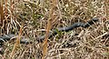 Adult northern black racer, C. c. constrictor, in typical habitat