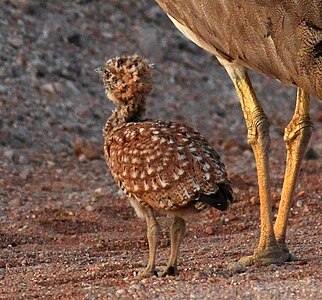 Chick accompanied by adult in Karas Region, southern Namibia