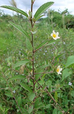 Ruutusiida Sida rhombifolia