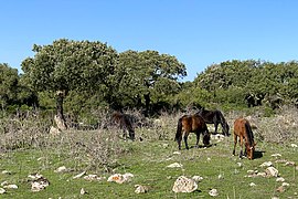 Giara horses.jpg