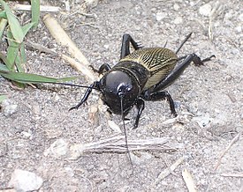 Kenttäsirkka (Gryllus campestris)