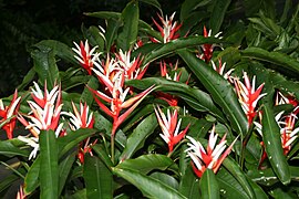 Heliconia angusta 4zz.jpg