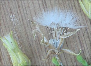 Fruits of Batavia lettuce