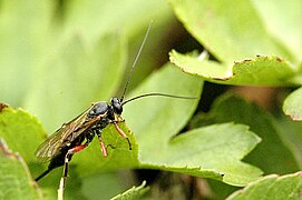 Pimpla turionellae.