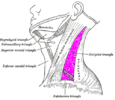 Posterior triangle of the neck