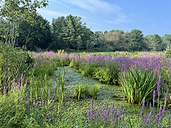 Marshes, aquatic plants, des Oblats Street