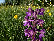 Orchis bouffon couvert de rosée dans la réserve naturelle régionale de la Moselle sauvage.