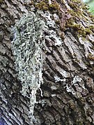 Ramalina fraxinea 80792329.jpg